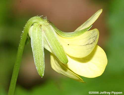 Downy Yellow Violet (Viola pubescens)