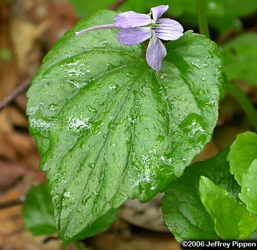 Longspur Violet (Viola rostrata)