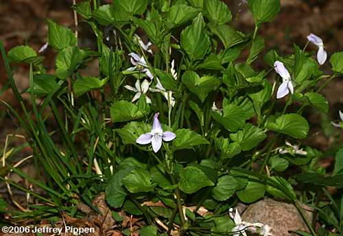 Longspur Violet (Viola rostrata)