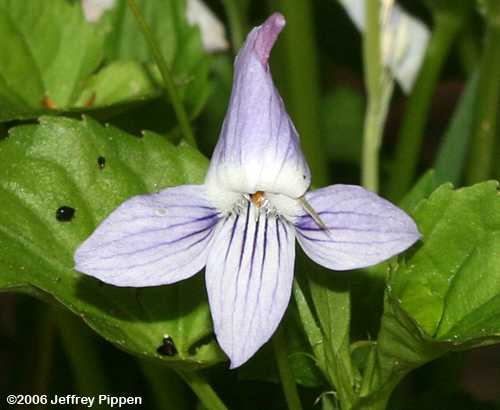 Longspur Violet (Viola rostrata)