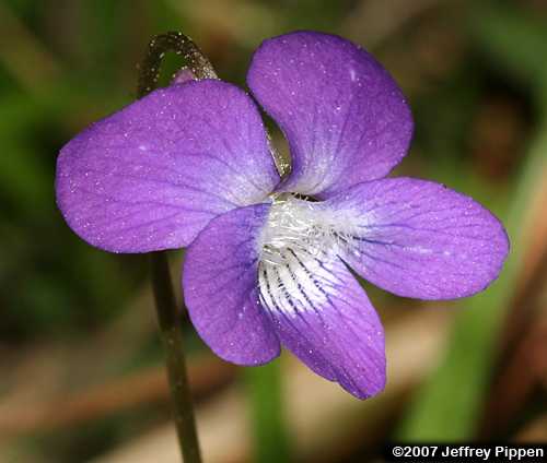 Arrowleaf Violet, Arrowhead Violet (Viola sagittata)