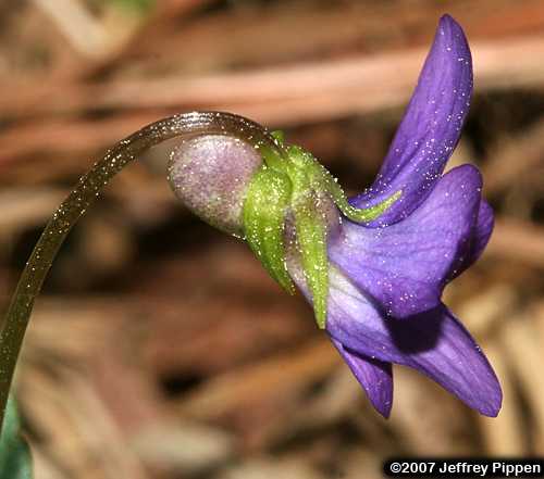 Arrowleaf Violet, Arrowhead Violet (Viola sagittata)