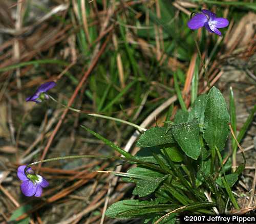 Arrowleaf Violet, Arrowhead Violet (Viola sagittata)