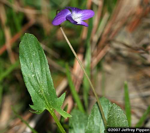 Arrowleaf Violet, Arrowhead Violet (Viola sagittata)