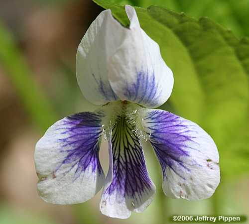Common Blue Violet (Viola sororia)