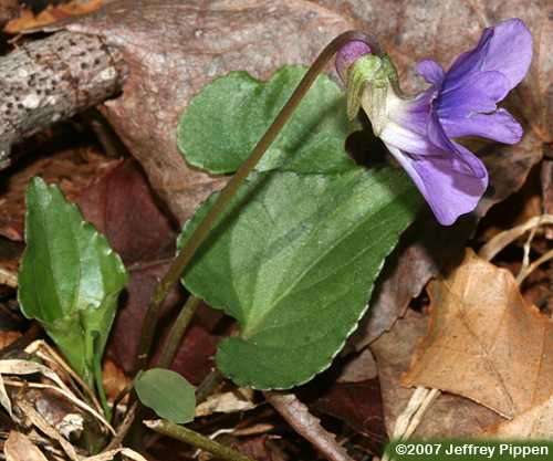 Common Blue Violet (Viola sororia)