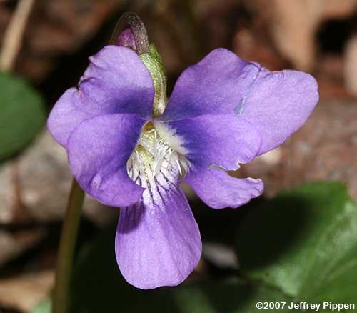 Common Blue Violet (Viola sororia)