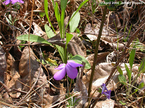 Bird-foot Violet (Viola pedata)