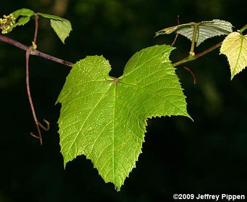 Summer Grape (Vitis aestivalis)