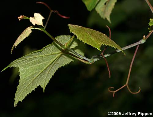 Summer Grape (Vitis aestivalis)
