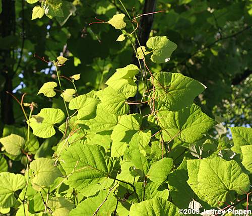 Summer Grape (Vitis aestivalis)
