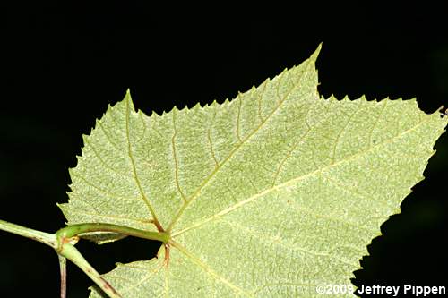 Summer Grape (Vitis aestivalis)