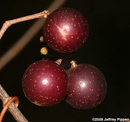 Muscadine Grape (Vitis rotundifolia var. rotundifolia)