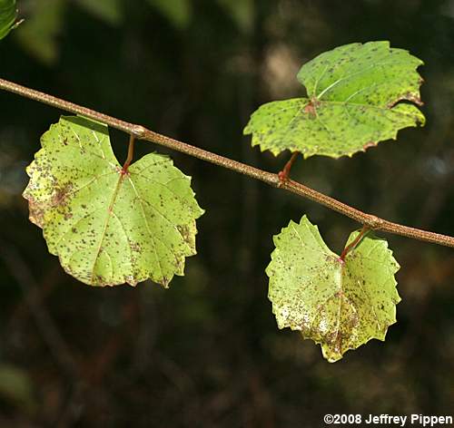 Muscadine Grape (Vitis rotundifolia var. rotundifolia)