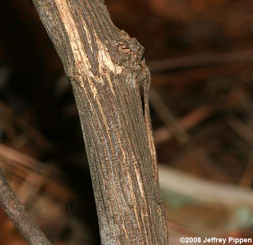 Muscadine Grape (Vitis rotundifolia var. rotundifolia)