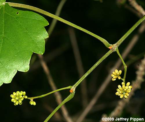 Muscadine Grape (Vitis rotundifolia var. rotundifolia)