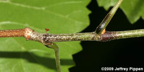 Muscadine Grape (Vitis rotundifolia var. rotundifolia)