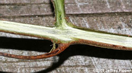 Muscadine Grape (Vitis rotundifolia var. rotundifolia)