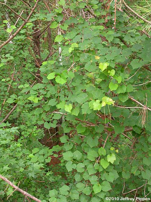 Muscadine Grape (Vitis rotundifolia var. rotundifolia)
