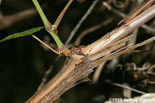 Frost Grape, Winter Grape, Chicken Grape (Vitis vulpina)
