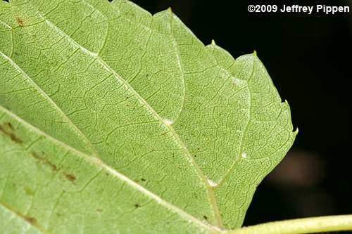 Frost Grape, Winter Grape, Chicken Grape (Vitis vulpina)