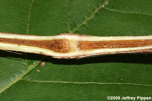 Frost Grape, Winter Grape, Chicken Grape (Vitis vulpina)