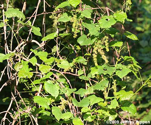 Frost Grape, Winter Grape, Chicken Grape (Vitis vulpina)