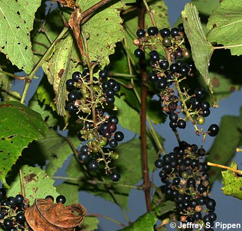 Frost Grape, Winter Grape, Chicken Grape (Vitis vulpina)