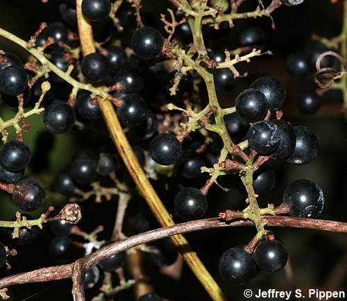Frost Grape, Winter Grape, Chicken Grape (Vitis vulpina)
