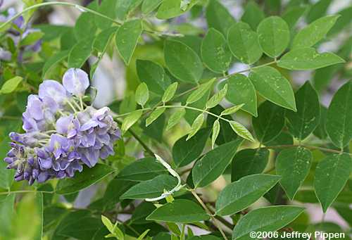 American Wisteria (Wisteria frutescens)