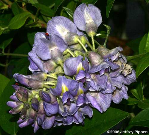 American Wisteria (Wisteria frutescens)