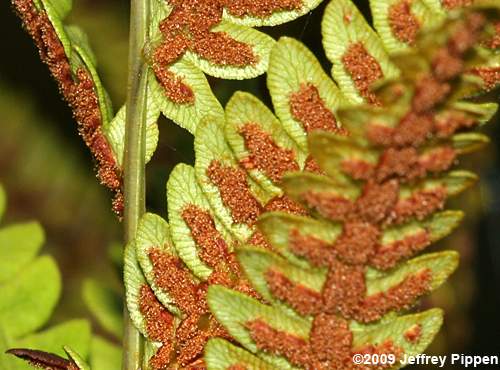 Virgina Chainfern (Woodwardia virginica)