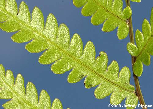 Virgina Chainfern (Woodwardia virginica)