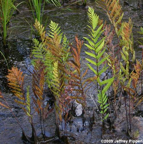 Virgina Chainfern (Woodwardia virginica)