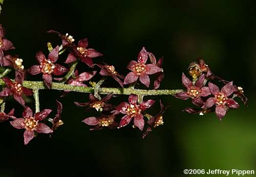 Yellowroot (Xanthorhiza simplicissima)