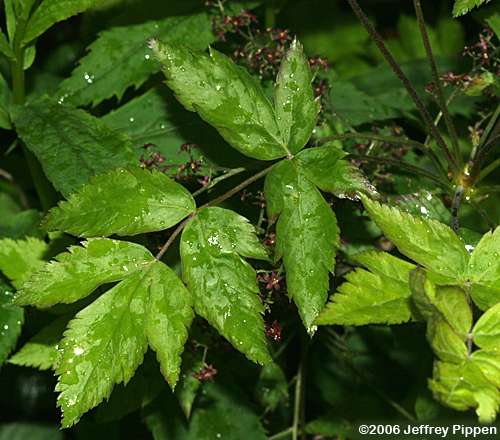 Yellowroot (Xanthorhiza simplicissima)