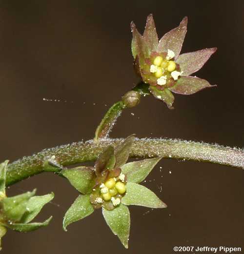 Yellowroot (Xanthorhiza simplicissima)