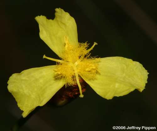 Carolina Yellow-eyed Grass (Xyris caroliniana)