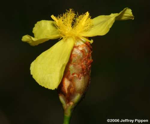 Carolina Yellow-eyed Grass (Xyris caroliniana)