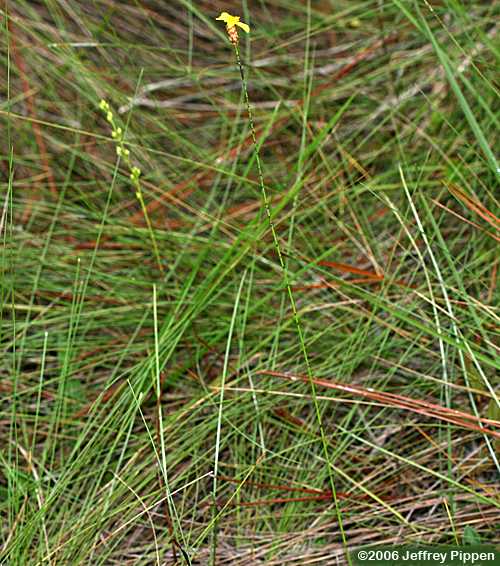 Carolina Yellow-eyed Grass (Xyris caroliniana)