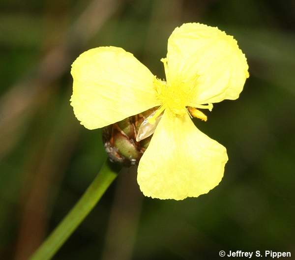 Morning Yellow-eyed Grass, Coastal Plain Yellow-eyed Grass (Xyris ambigua)