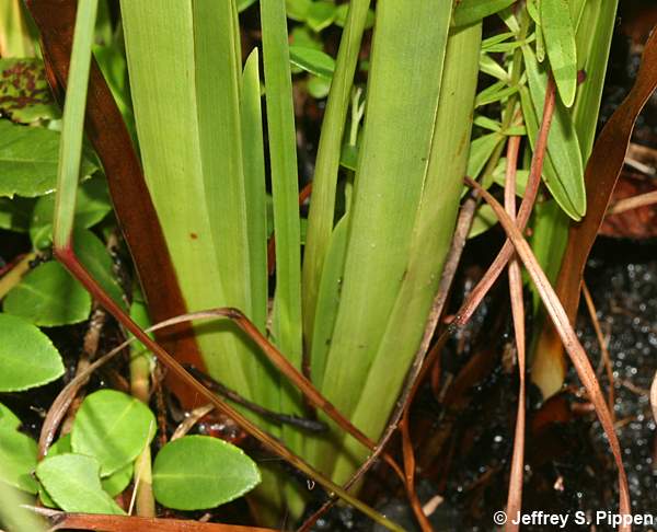 Morning Yellow-eyed Grass, Coastal Plain Yellow-eyed Grass (Xyris ambigua)