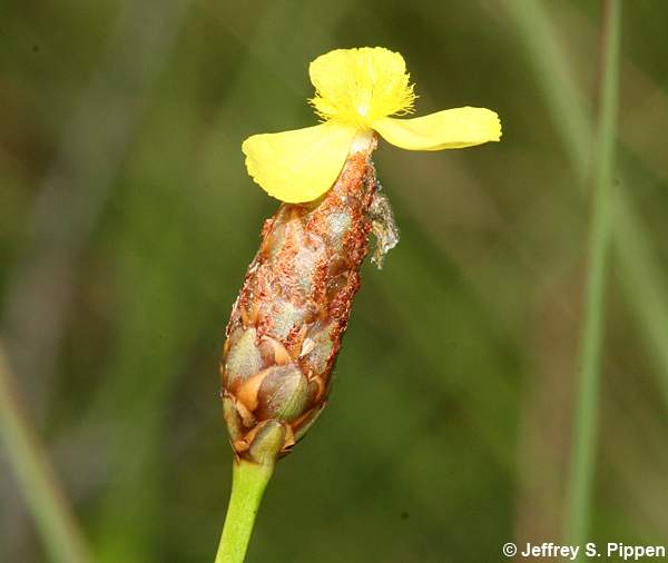 Carolina Yellow-eyed Grass, Pineland Yellow-eyed Grass (Xyris caroliniana)