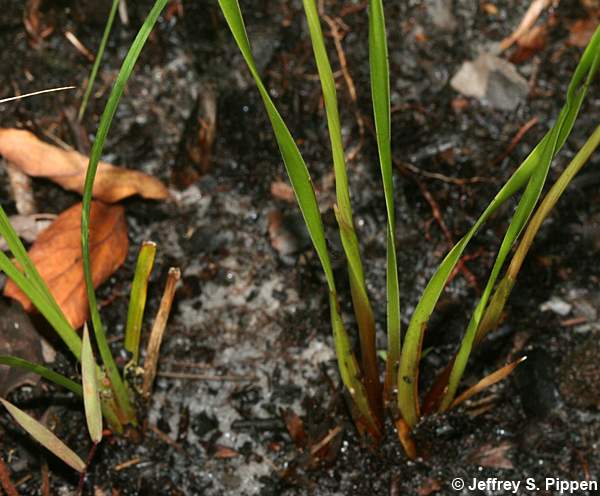 Carolina Yellow-eyed Grass, Pineland Yellow-eyed Grass (Xyris caroliniana)