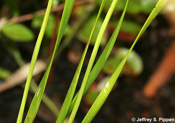 Carolina Yellow-eyed Grass, Pineland Yellow-eyed Grass (Xyris caroliniana)