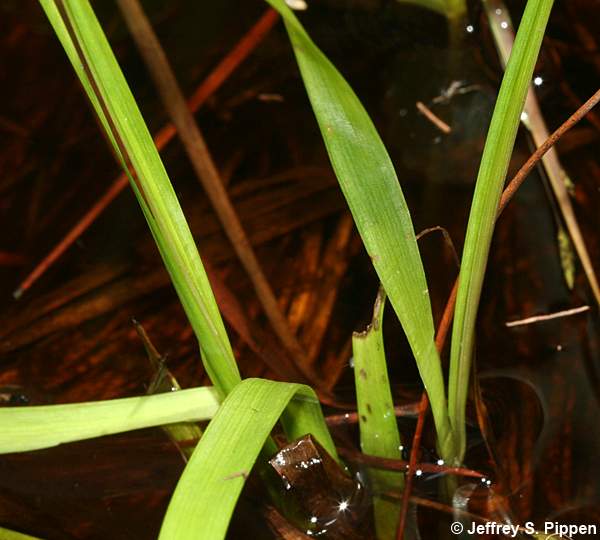 Bog Yelloweyed Grass (Xyris difformis)