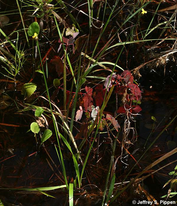 Bog Yelloweyed Grass (Xyris difformis)