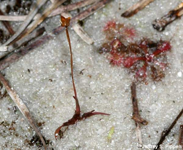 Savanna Yelloweyed Grass (Xyris flabelliformis)