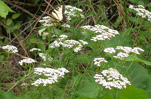 Eastern Tiger Swallowtail on Yarrow (Achillea millefolium)