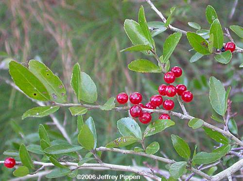 Yaupon Holly (Ilex vomitoria)